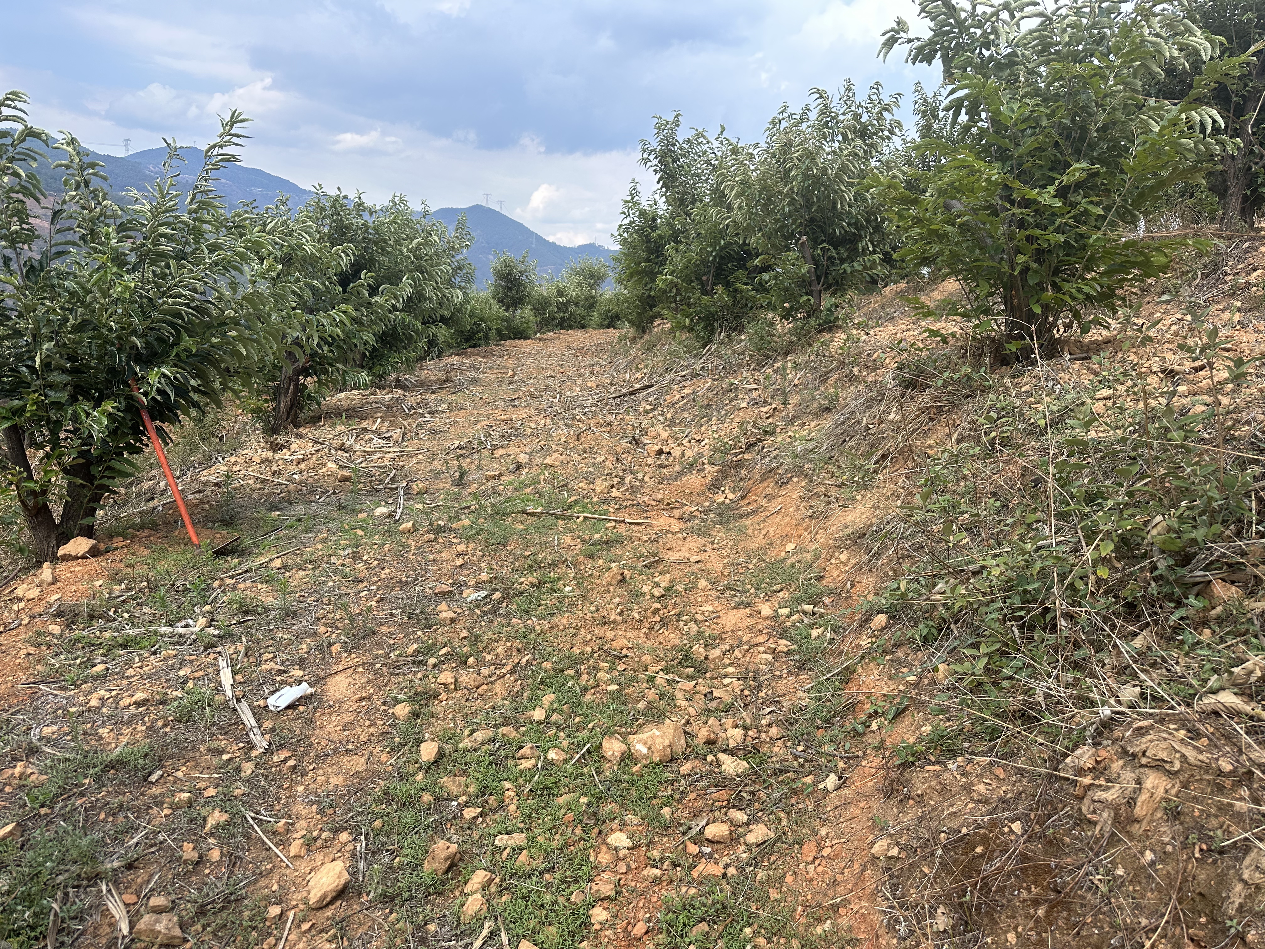 1建设前 未清杂草状态.jpg